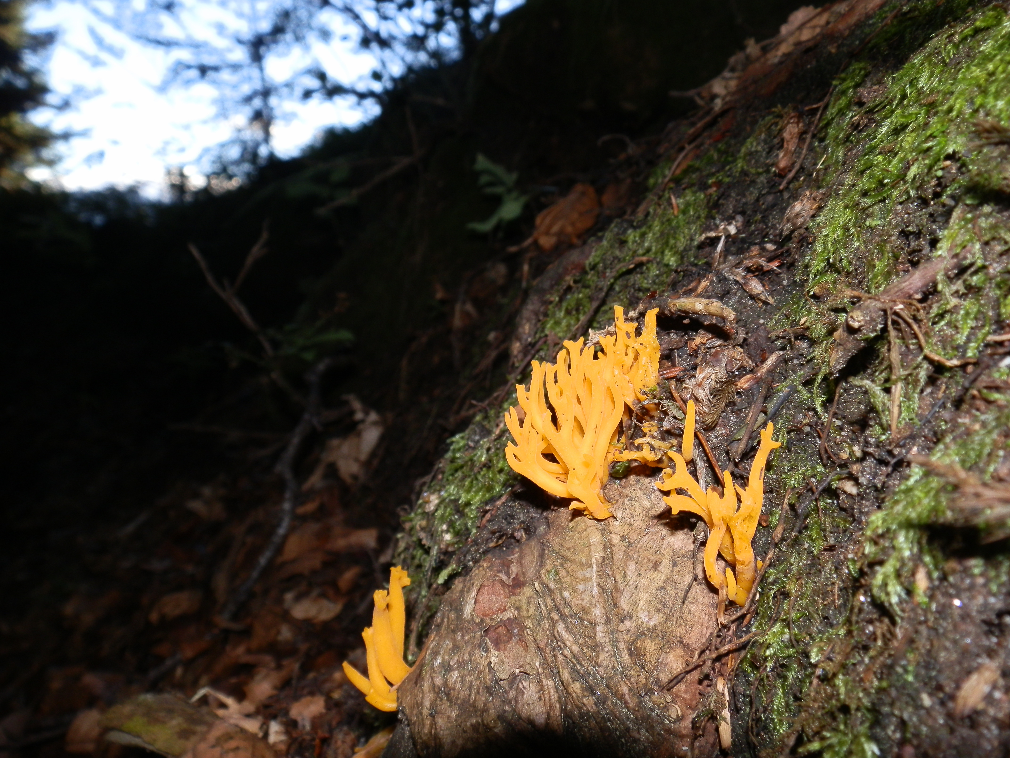 Calocera viscosa