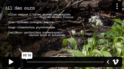 Dires et gestes - ail des ours