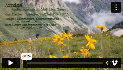 Dires et gestes - arnica des montagnes