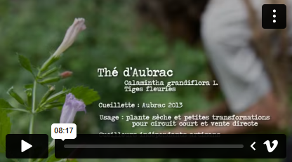 Dires et gestes - thé d'aubrac