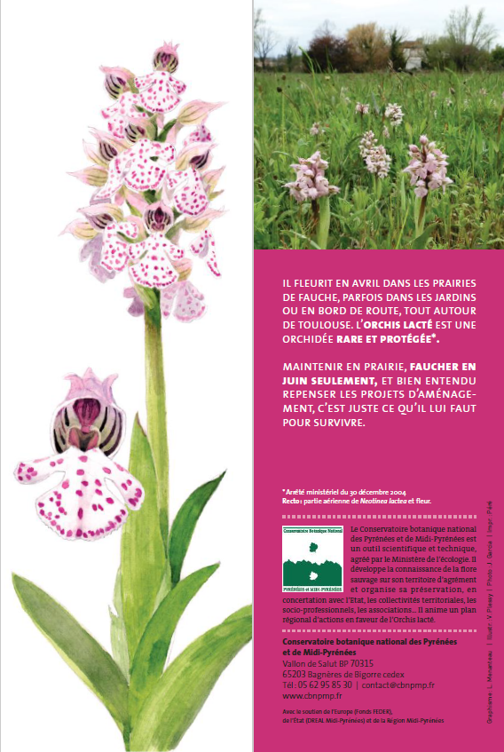 Marque-page dédié à l'Orchis lacté