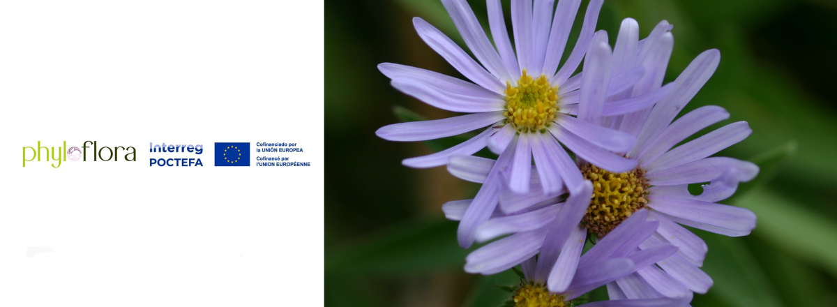 Phyloflora