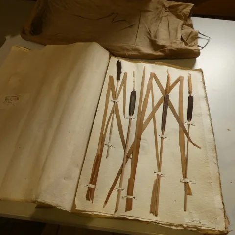 Crédit photo CBNPMP – Christelle Pineau