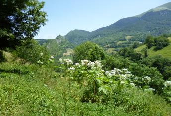 Heracleum_mantegazzianum